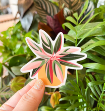 Load image into Gallery viewer, Stromanthe Triostar Plant Sticker