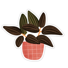 Load image into Gallery viewer, Black Jewel Orchid (Ludisia discolor) Sticker