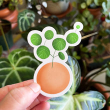 Load image into Gallery viewer, Stephania Erecta Plant Sticker