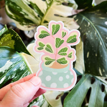 Load image into Gallery viewer, Ficus Triangularis Variegata Plant Sticker