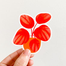 Load image into Gallery viewer, Peperomia Quito Plant Sticker