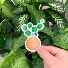 Load image into Gallery viewer, Stephania Erecta Plant Sticker