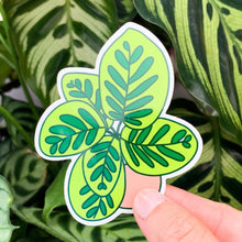 Load image into Gallery viewer, Calathea Plant Sticker