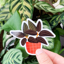 Load image into Gallery viewer, Black Jewel Orchid (Ludisia discolor) Sticker