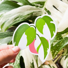 Load image into Gallery viewer, Philodendron White Wizard Sticker