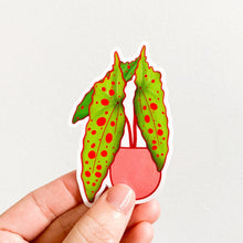 Load image into Gallery viewer, Begonia Amphioxus Plant Sticker