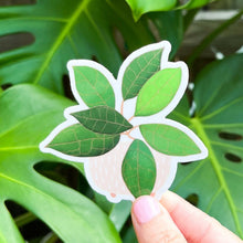 Load image into Gallery viewer, Hoya Finlaysonii Plant Sticker