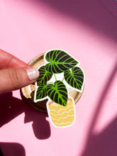Load image into Gallery viewer, Philodendron Verrucosum Plant Sticker
