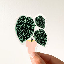 Load image into Gallery viewer, Anthurium Crystallinum Sticker