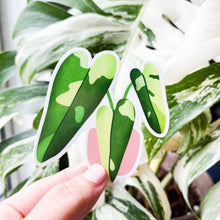 Load image into Gallery viewer, Philodendron Jose Buono Plant Sticker
