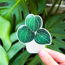 Load image into Gallery viewer, Hoya Sarawak Plant Sticker