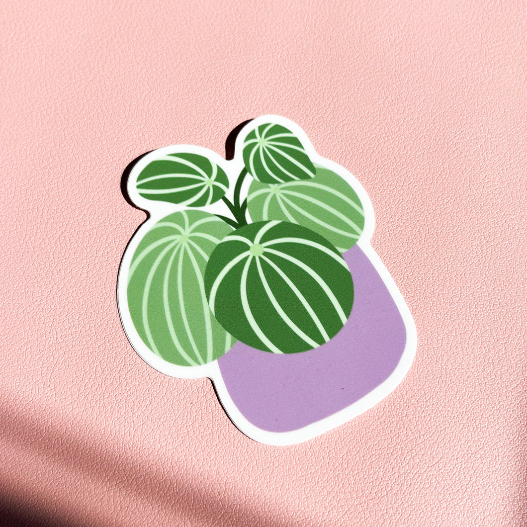 Watermelon Peperomia Plant Sticker