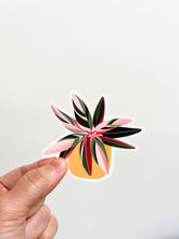 Load image into Gallery viewer, Stromanthe Triostar Plant Sticker
