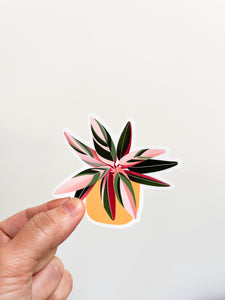 Stromanthe Triostar Plant Sticker