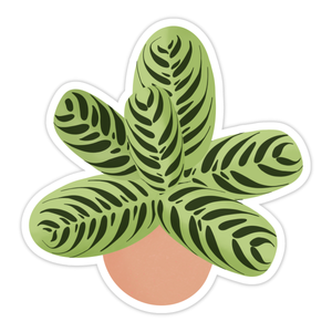 Calathea Fishbone Plant Sticker