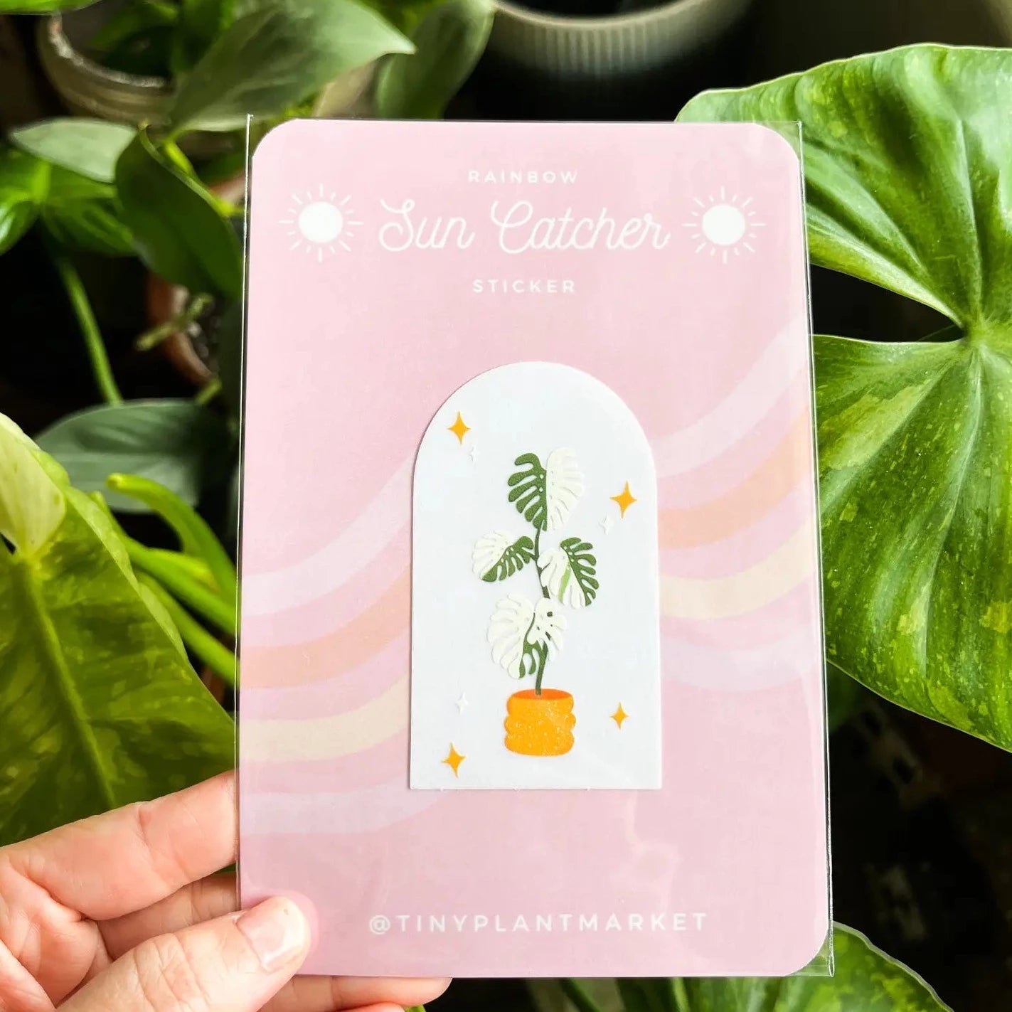 Monstera Albo Plant Sun Catcher Sticker – Tiny Plant Market