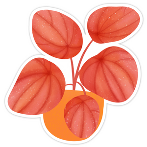 Peperomia Quito Plant Sticker