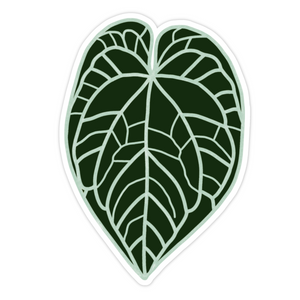 Anthurium Crystallinum Leaf Sticker
