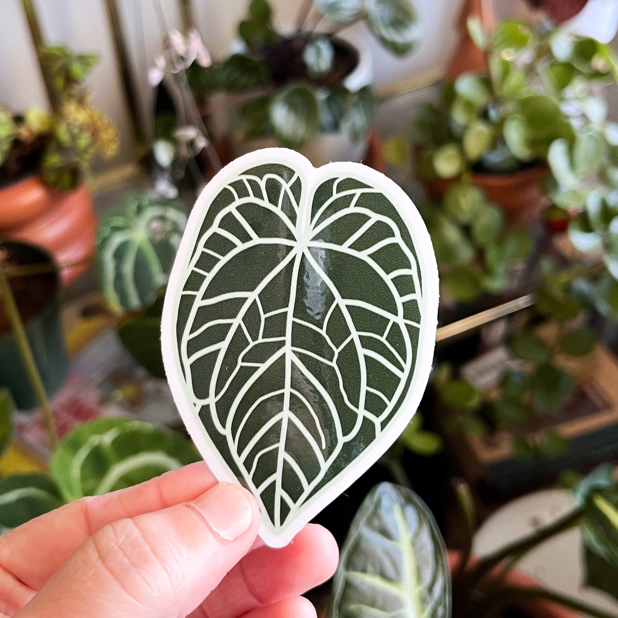 anthurium clarinervium crystallinum Anthurium Crystallinum Leaf Sticker – Tiny Plant Market