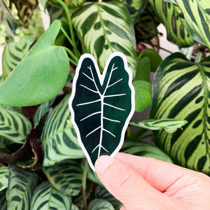 Alocasia Frydek Leaf Sticker