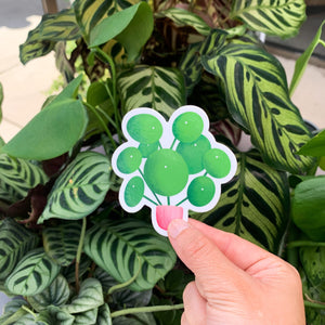 Pilea Peperomioides Plant Sticker