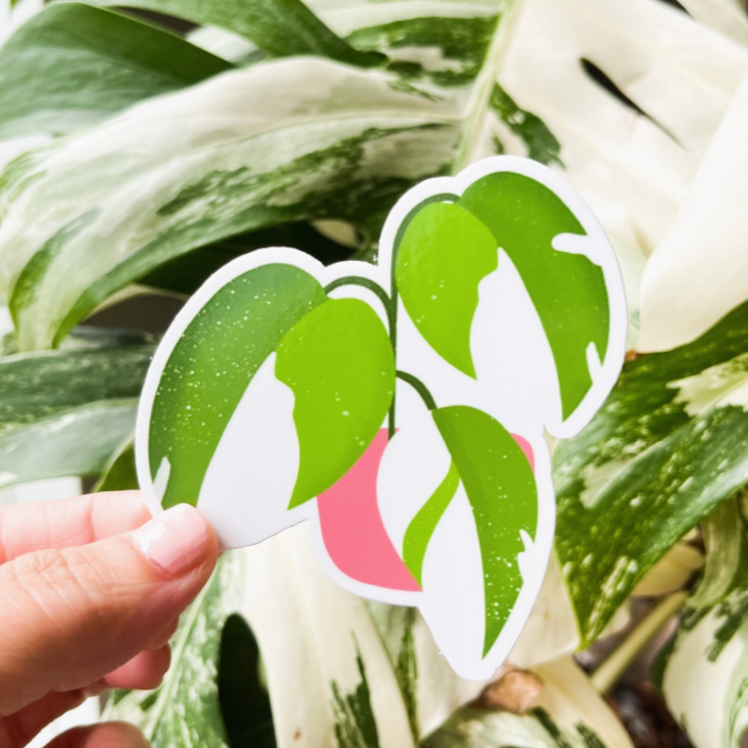 Philodendron White Wizard Sticker