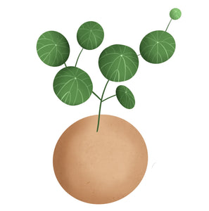 Stephania Erecta Plant Sticker