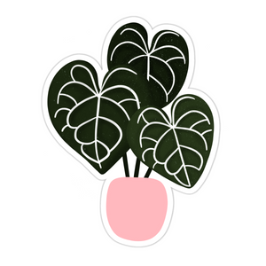 Anthurium Clarinervium Plant Sticker