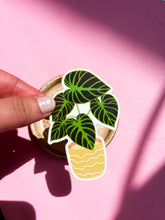 Load image into Gallery viewer, Philodendron Verrucosum Plant Sticker
