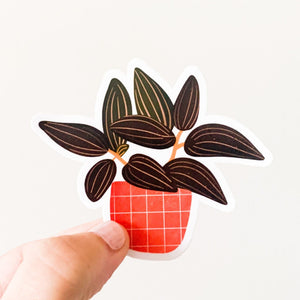 Black Jewel Orchid (Ludisia discolor) Sticker